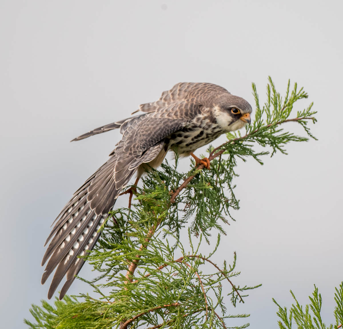 Raptors of Nanhui, Shanghai - 10,000 Birds