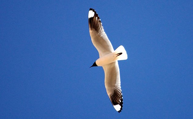 Andean Gull