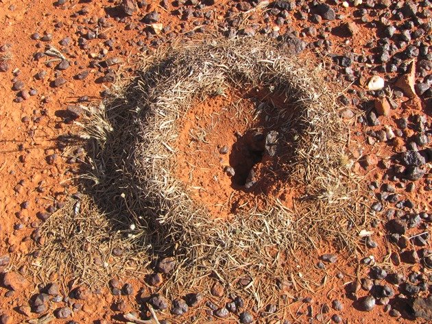 Ant nest