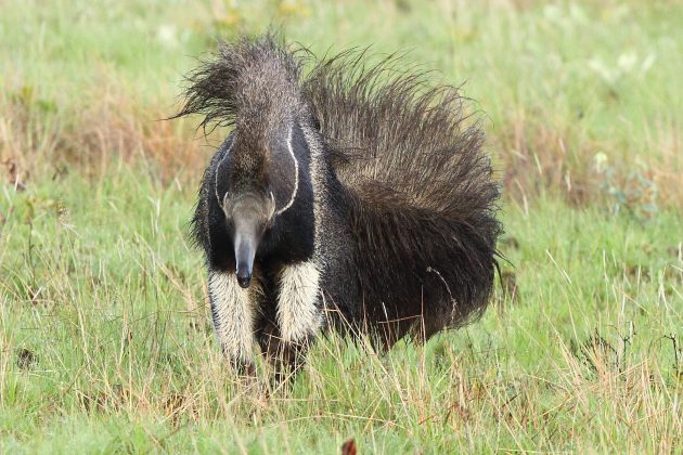 Giant Anteater