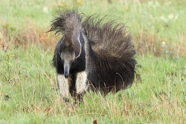 Giant Anteater