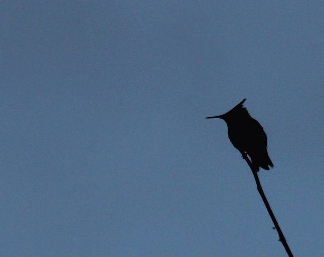 antillean-crested-hummingbird