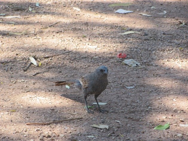 apostlebird