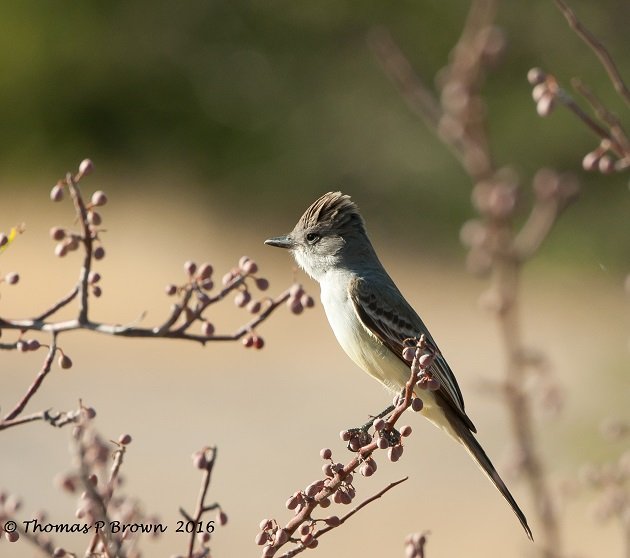 Ash Throated Fly catcher