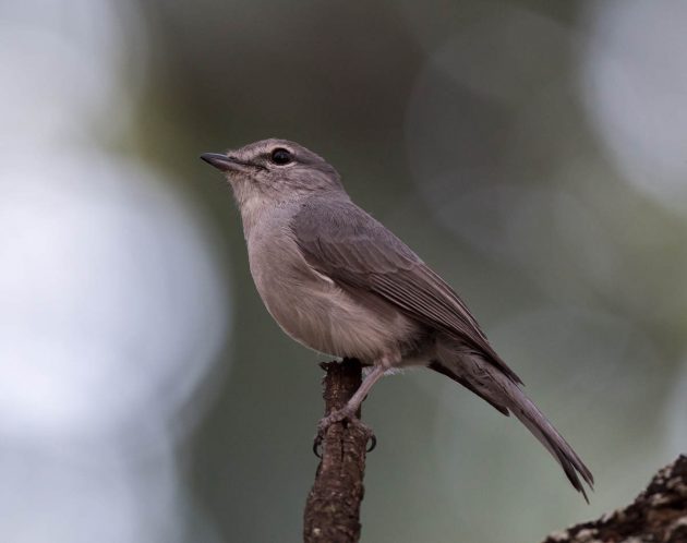 Tawny-flanked Prinia - eBird