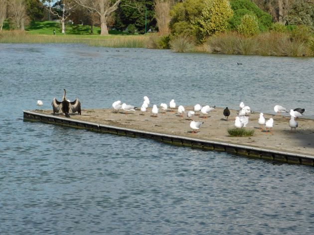 Animalstuffstore Australasian-Darter-and-Silver-Gulls Winter in Albert Park, Melbourne – 10,000 Birds Bird  