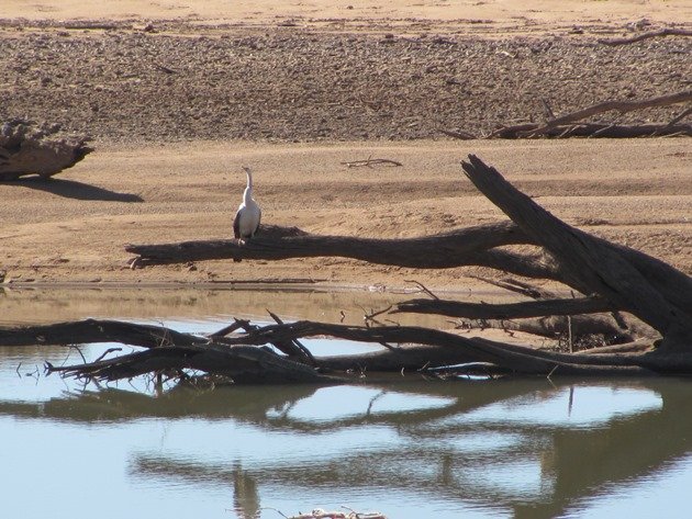 Australasian Darter & crocodile