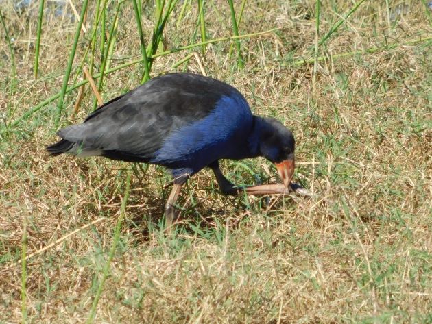 Animalstuffstore Australasian-Swamphen-8 Australasian Swamphens breeding close to Broome – 10,000 Birds Bird  