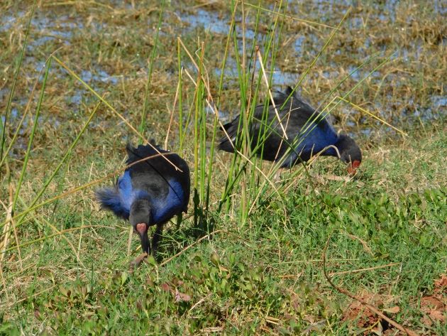 Animalstuffstore Australasian-Swamphens-7 Australasian Swamphens breeding close to Broome – 10,000 Birds Bird  