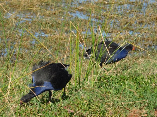 Animalstuffstore Australasian-Swamphens-8 Australasian Swamphens breeding close to Broome – 10,000 Birds Bird  
