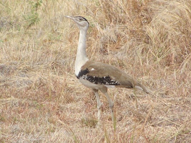 australian-bustard