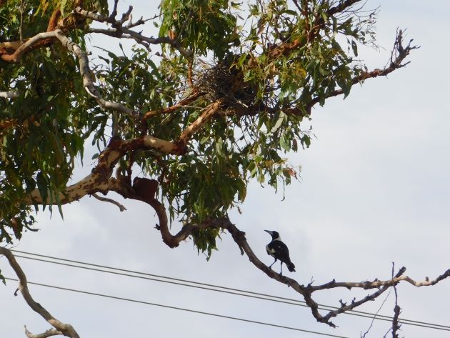 Animalstuffstore Australian-Magpie-nest-8 Australian Magpies breeding in Broome – 10,000 Birds Bird  