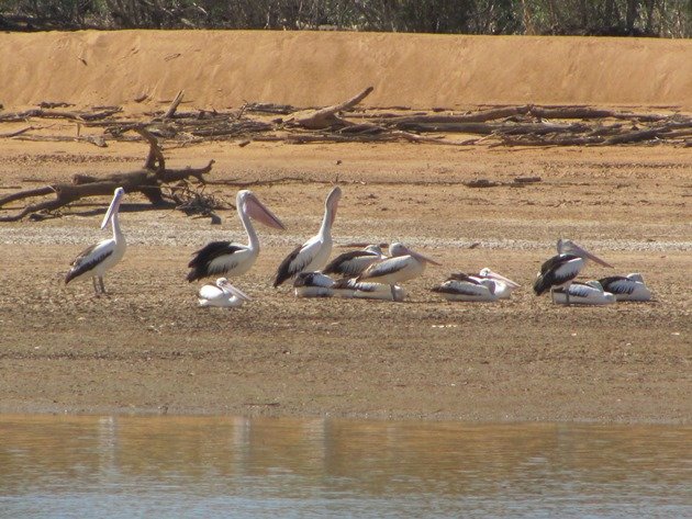 Australian Pelicans