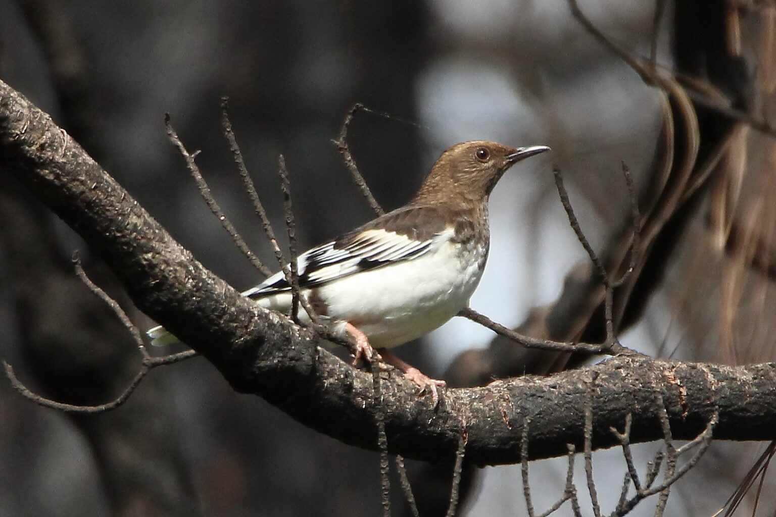 Please Don’t Ask for an Aztec - 10,000 Birds