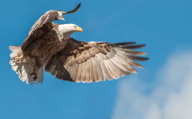 Bald Eagle Leucistic