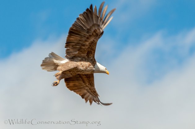 Bald Eagle Leucistic