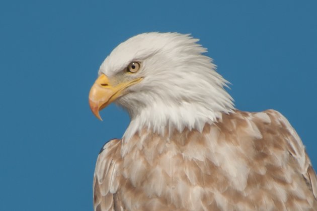 Bald Eagle Leucistic