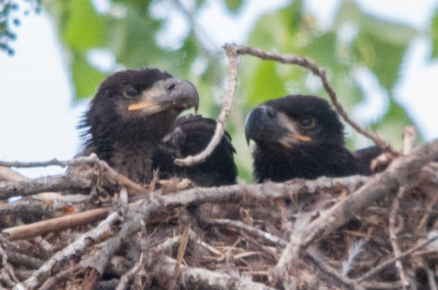 Bald Eagle Nestlings