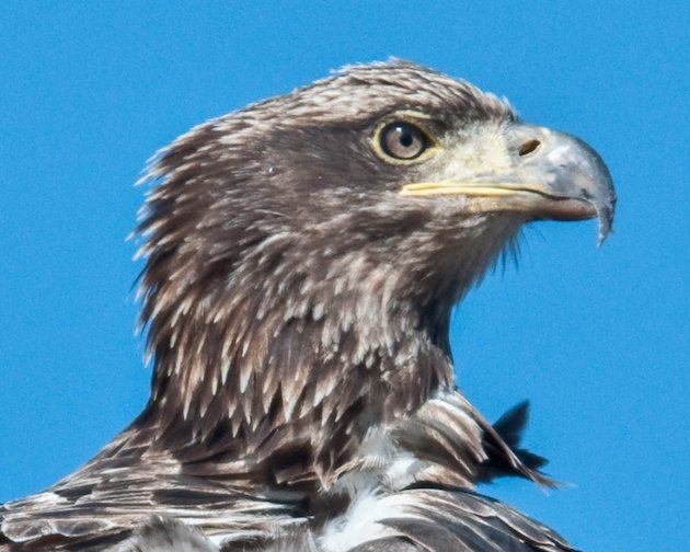 Bald Eagle Sub-adult