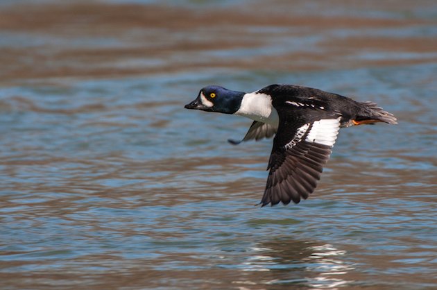 Barrow's Goldeneye