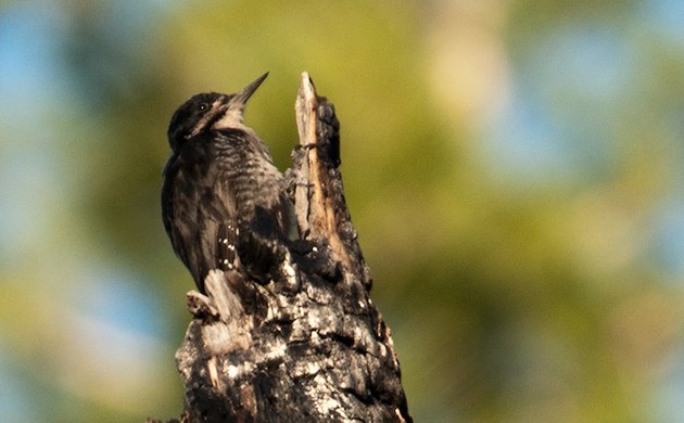 Black-backed Woodpecker