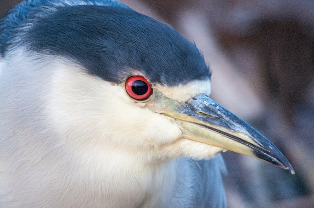 Black-crowned Night-Heron