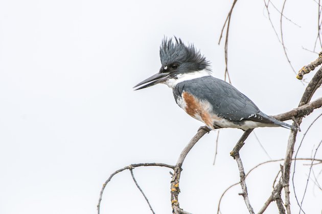 Belted Kingfisher