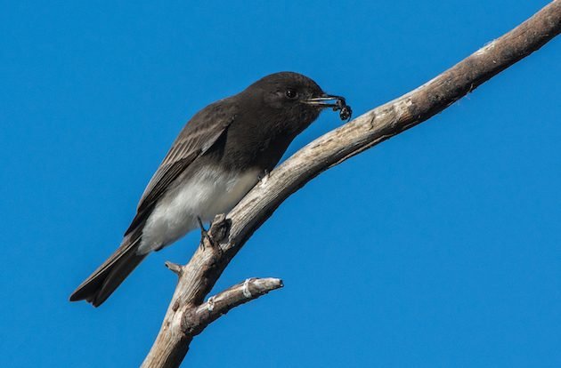 Black Phoebe