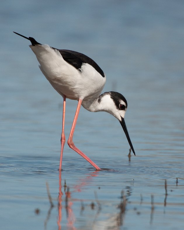 Black-necked Stilt