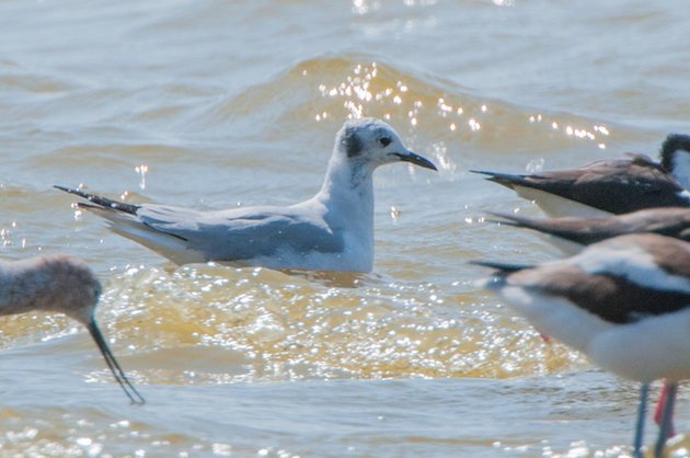 Bonaparte's Gull