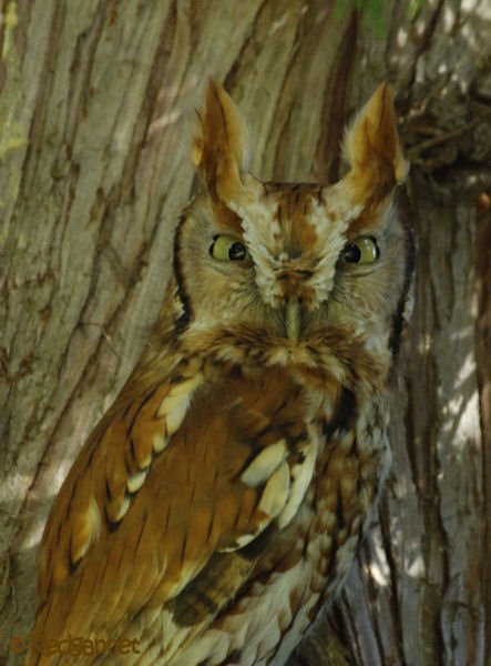 bos-05oct16-eastern-screech-owl-03