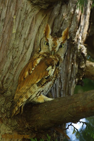 bos-05oct16-eastern-screech-owl-04