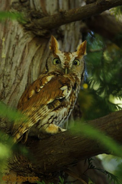 bos-05oct16-eastern-screech-owl-06