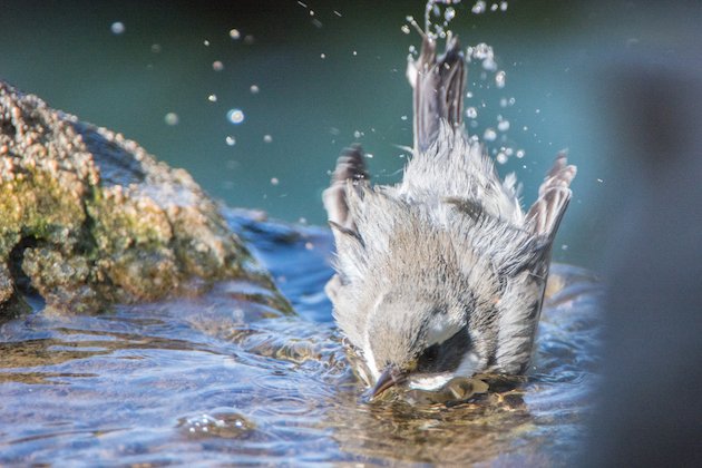 Black-throated Gray Warbler Fledgling