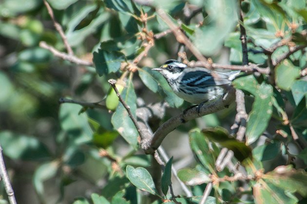 Black-throated Gray Warbler