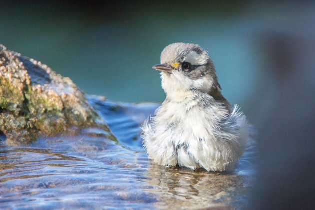 Black-throated Gray Warbler Fledgling