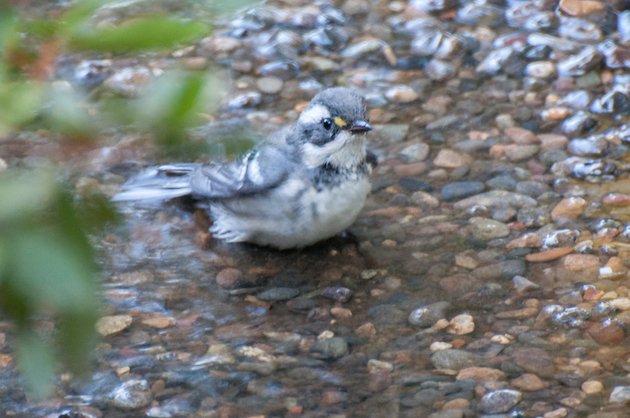 Black-throated Gray Warbler Female