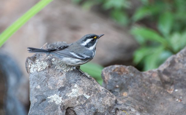 Black-throated Gray Warbler Male