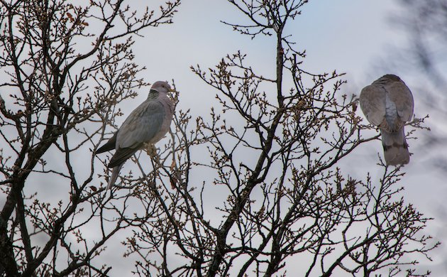 Band-tailed Pigeon