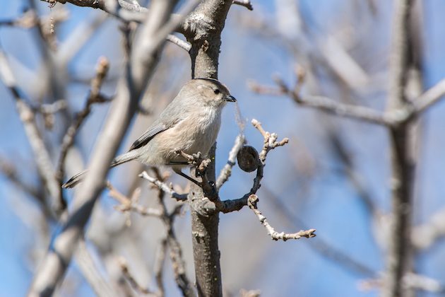 Bushtit Male Collecting Nesting Material