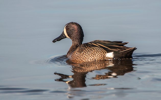 Blue-winged Teal Drake