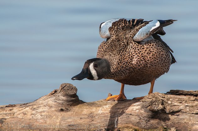 Blue-winged Teal Drake