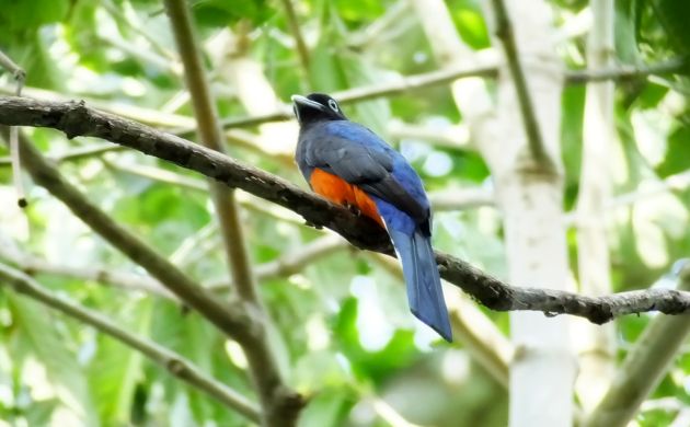 bairds-trogon-male