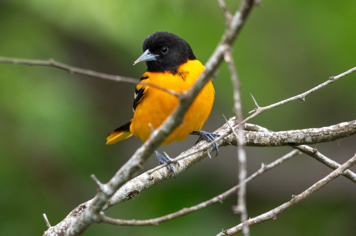 Baltimore Oriole