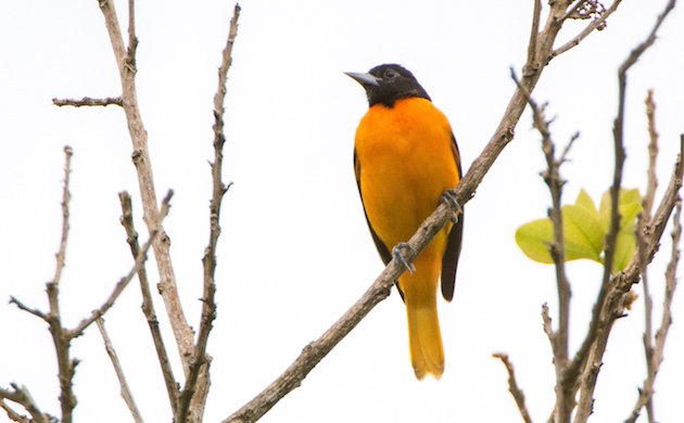 Baltimore Oriole Male