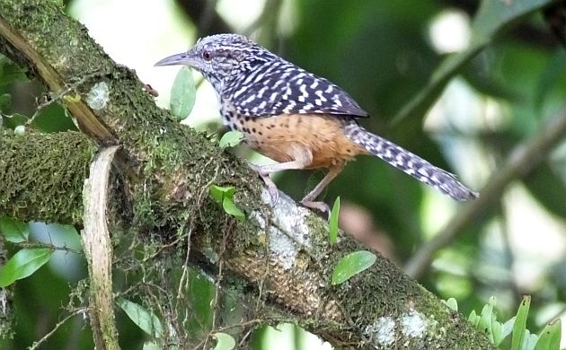 Band-backed Wren 2