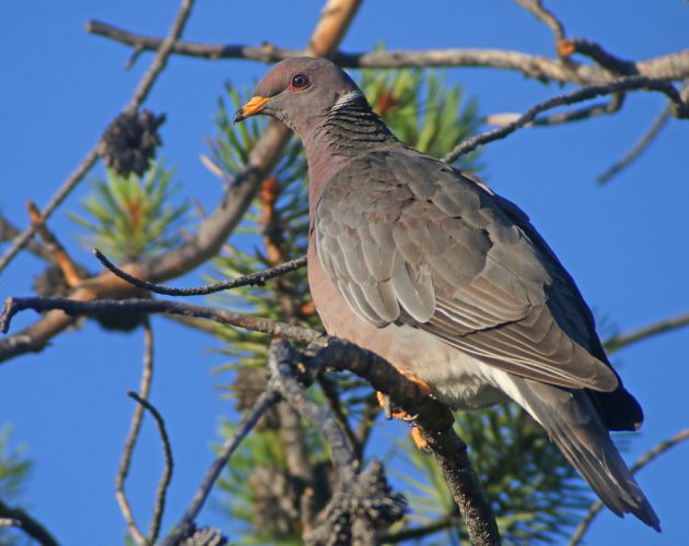 Band-tailed Pigeon