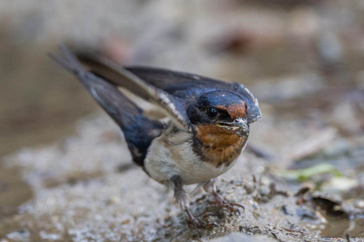 Coexisting In Harmony With Wildlife: Birds Of Prey