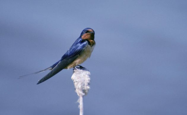 Barn Swallow by David Menke, USFWS