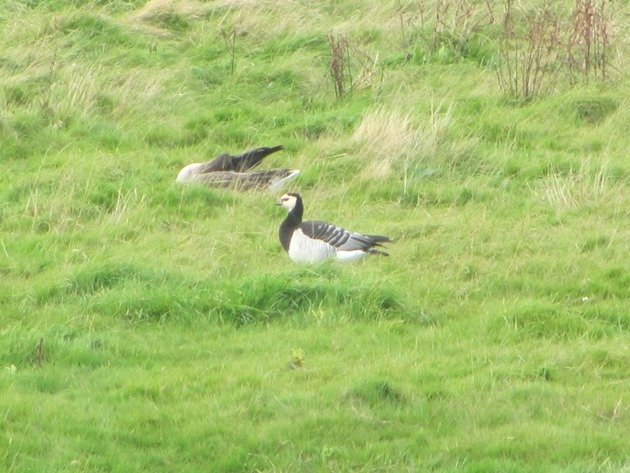 barnacle-goose